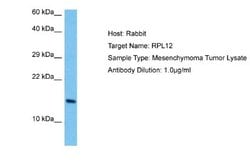 RPL12 Rabbit anti-Human, Polyclonal, Novus Biologicals 0.1ml; Unconjugated:Antibodies,